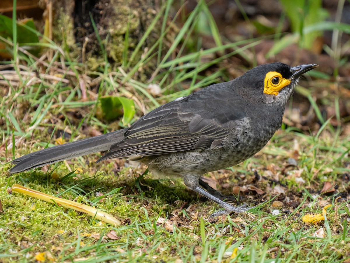Smoky Honeyeater - ML626794100