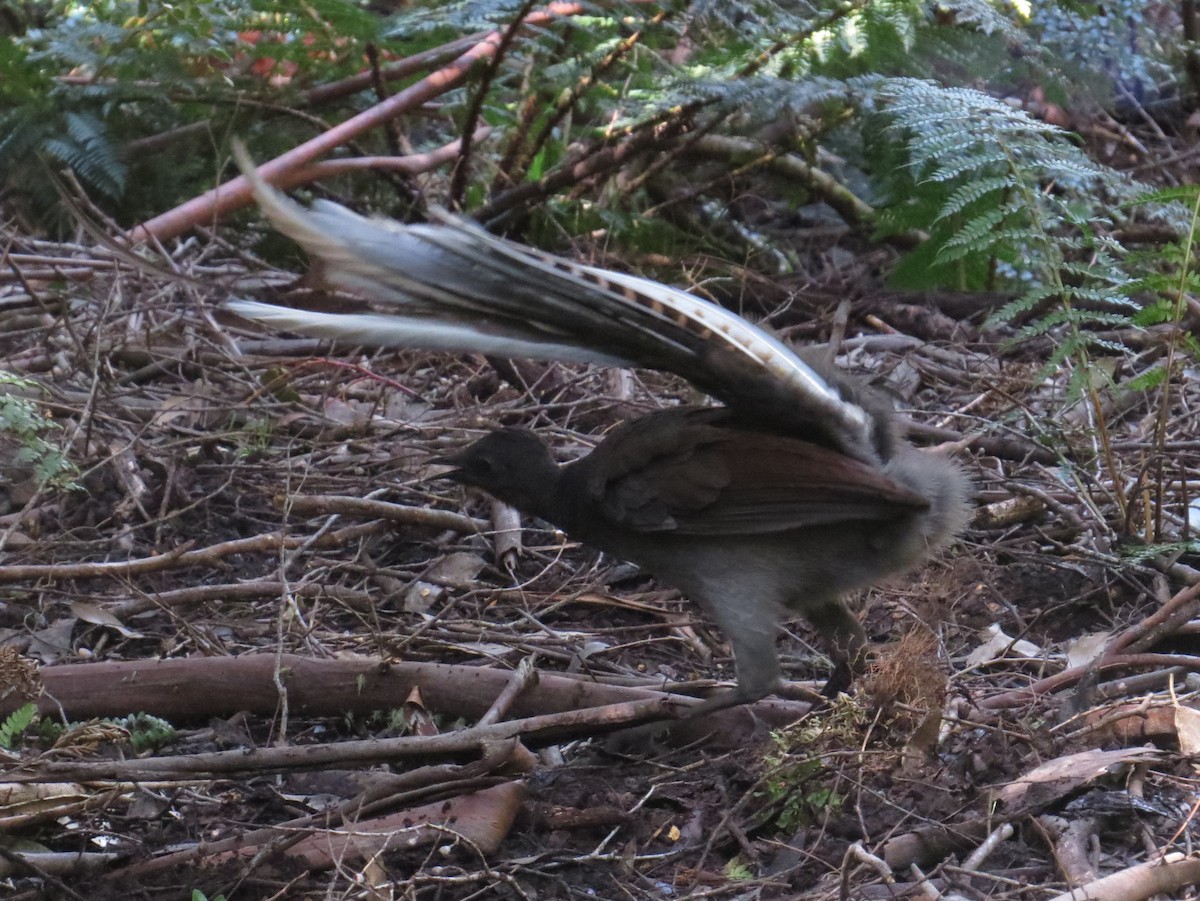Superb Lyrebird - ML626794107