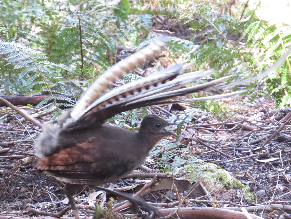 Superb Lyrebird - ML626794108