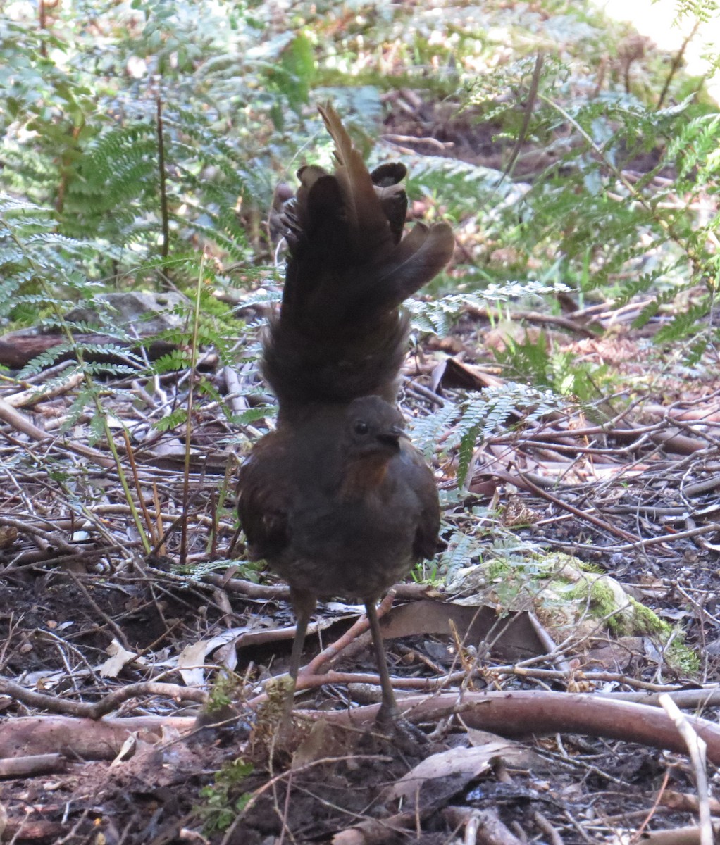 Superb Lyrebird - ML626794109