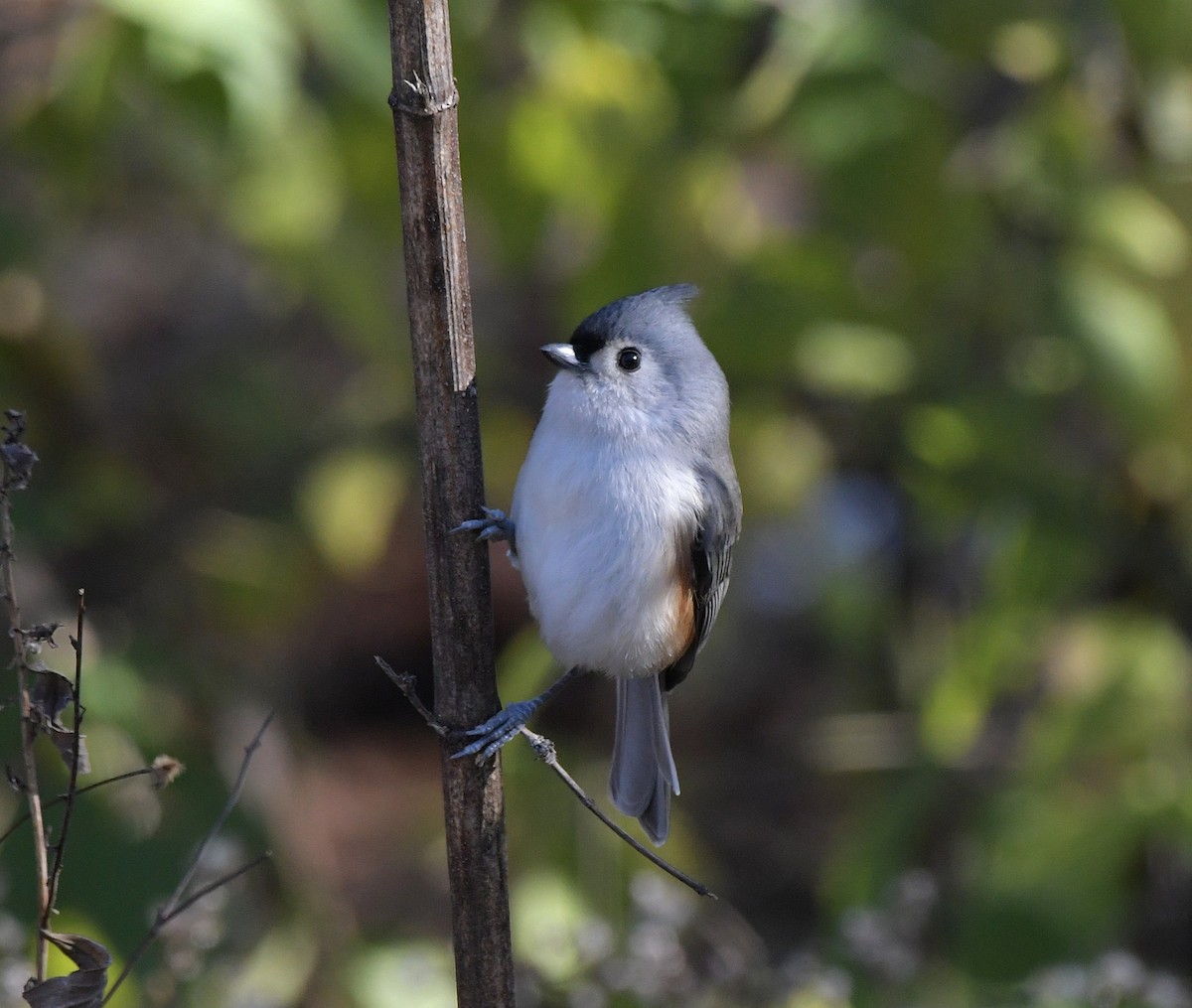 Tufted Titmouse - ML626794114