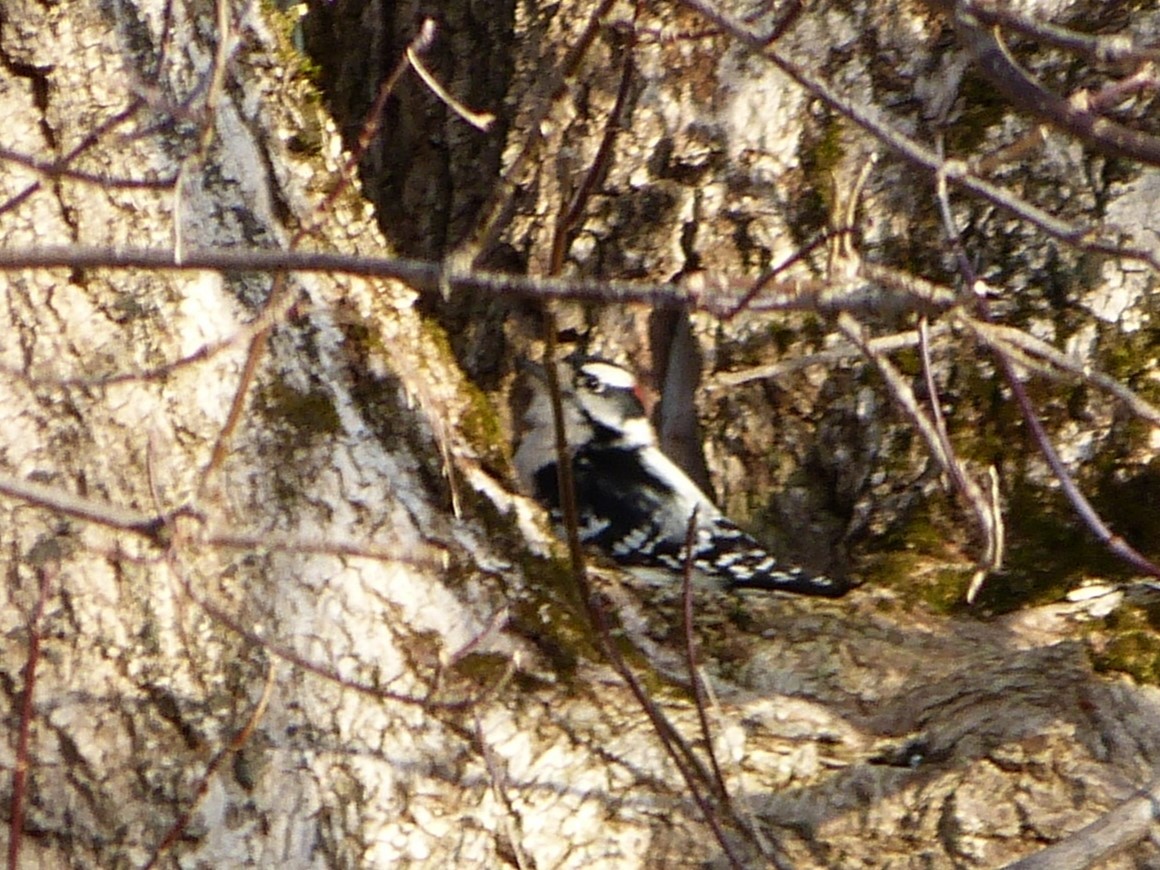 Downy Woodpecker - ML626794120