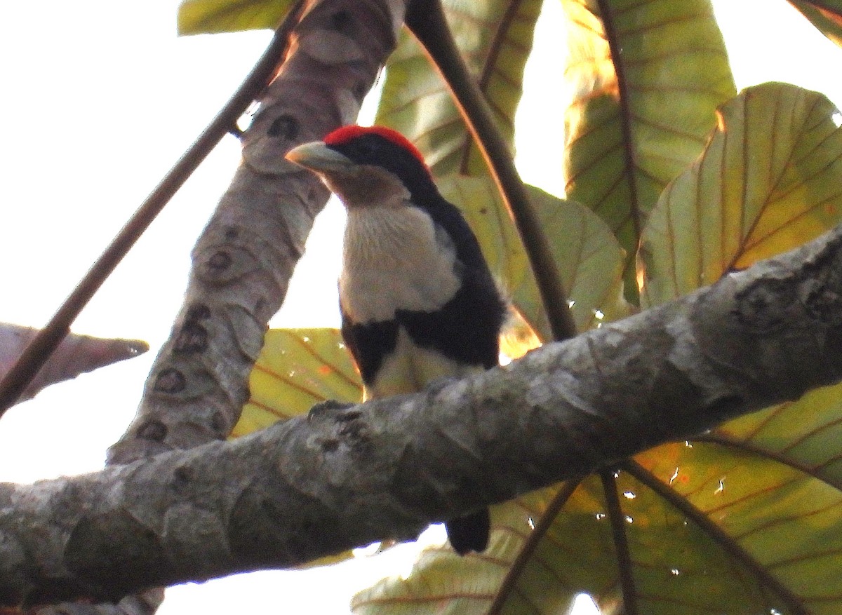 Black-girdled Barbet - ML626794121