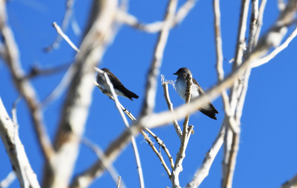 Northern Rough-winged Swallow - ML626794122