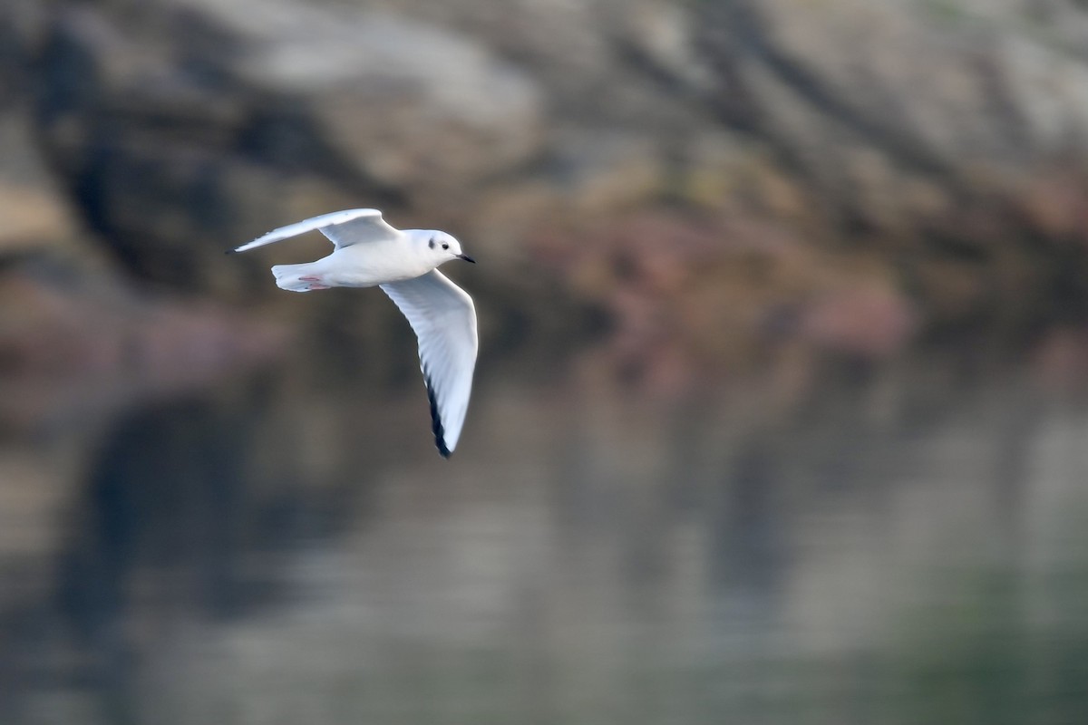 Bonaparte's Gull - ML626794123