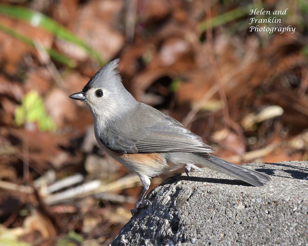 Tufted Titmouse - ML626794125