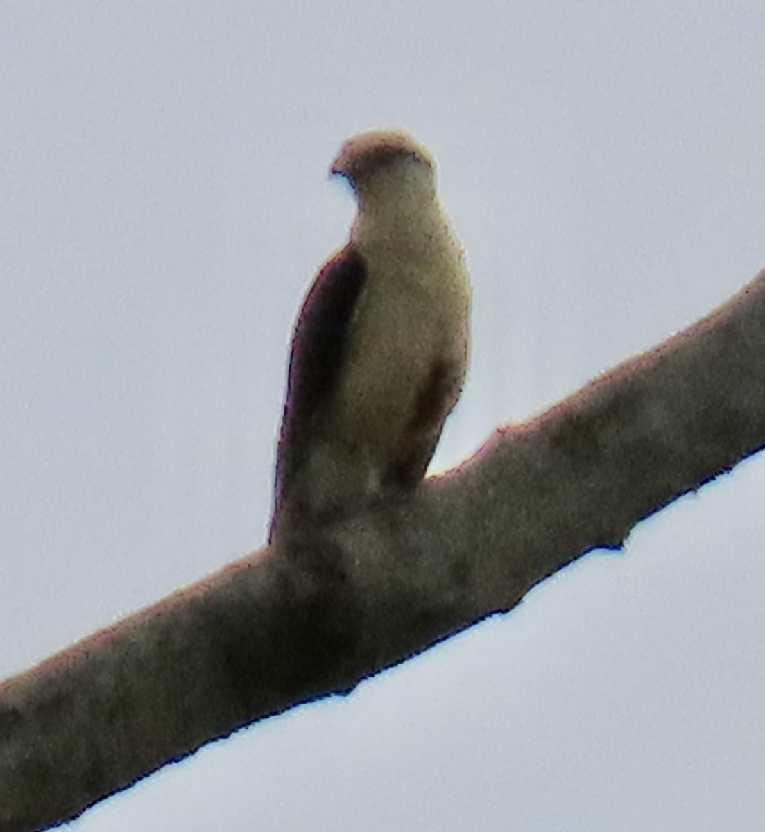 Yellow-headed Caracara - ML626794126