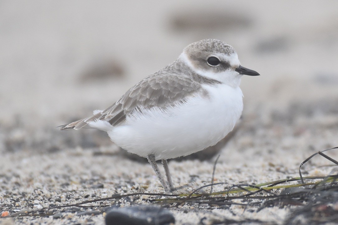 Snowy Plover - ML626794127