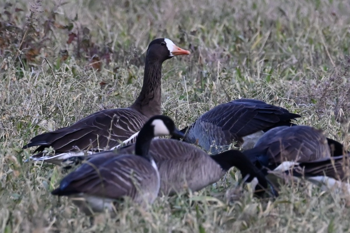 Greater White-fronted Goose - ML626794128