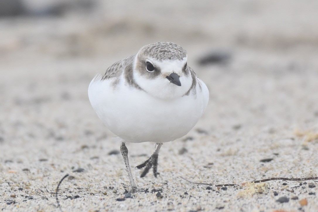 Snowy Plover - ML626794129