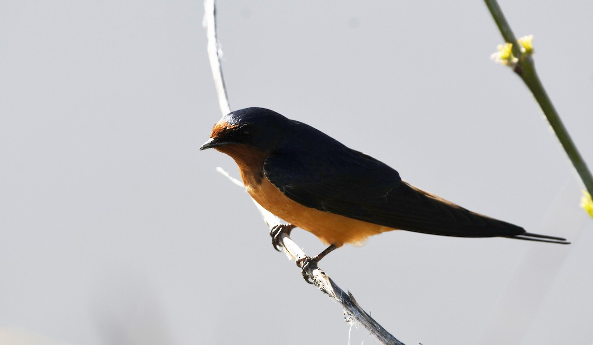 Barn Swallow - ML626794130