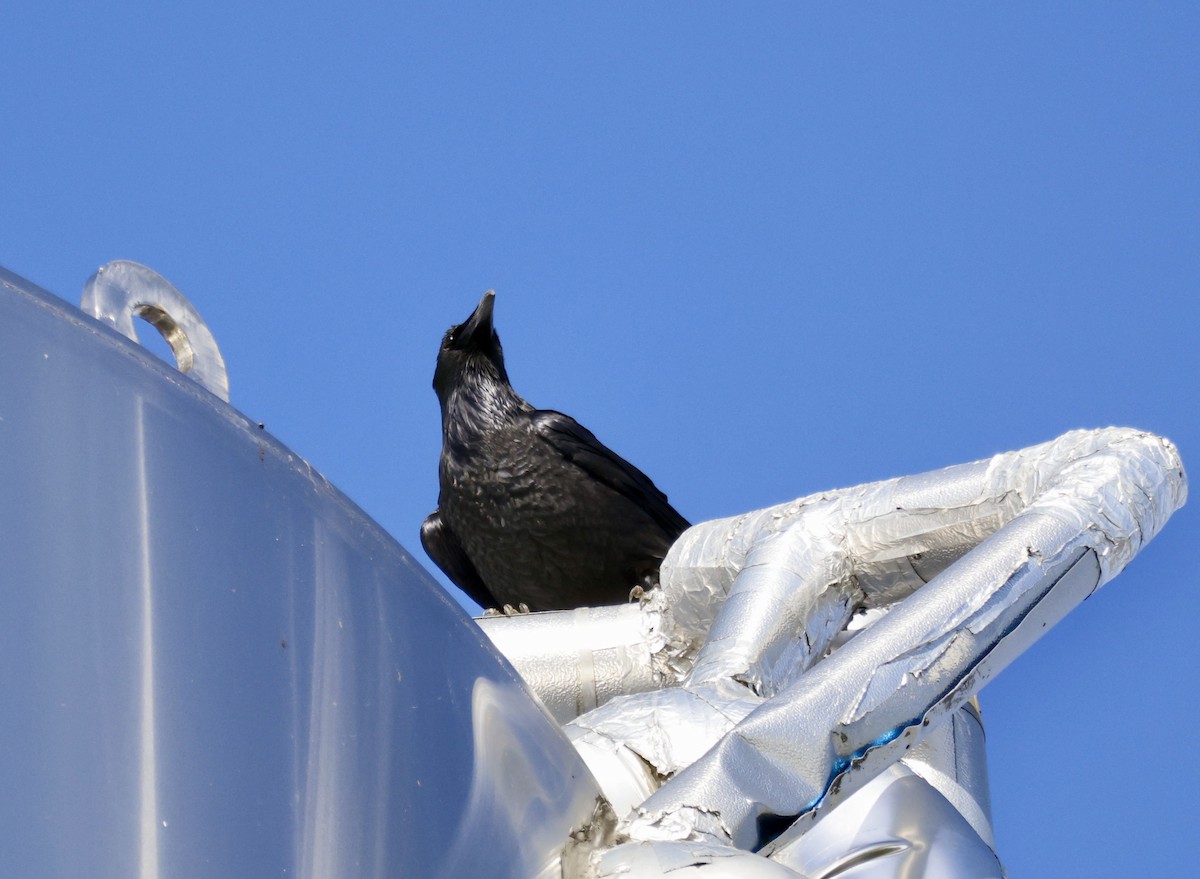 Common Raven - ML626794131