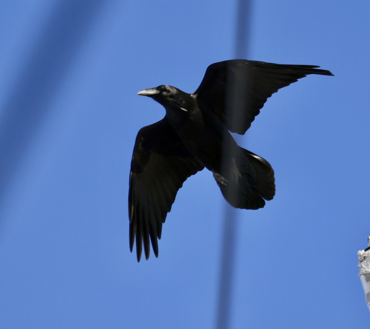 Common Raven - ML626794132