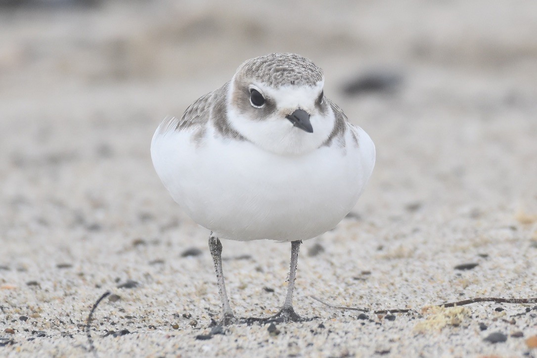 Snowy Plover - ML626794134