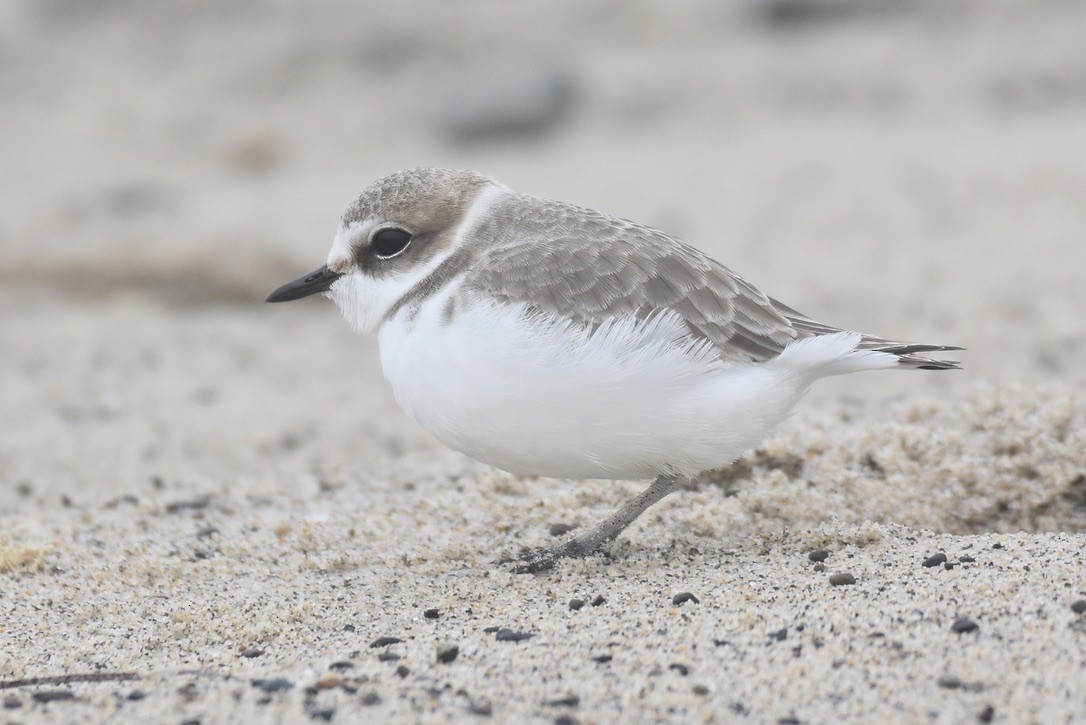 Snowy Plover - ML626794135