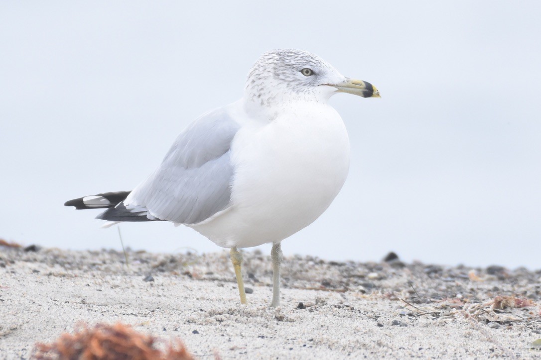 Ring-billed Gull - ML626794136