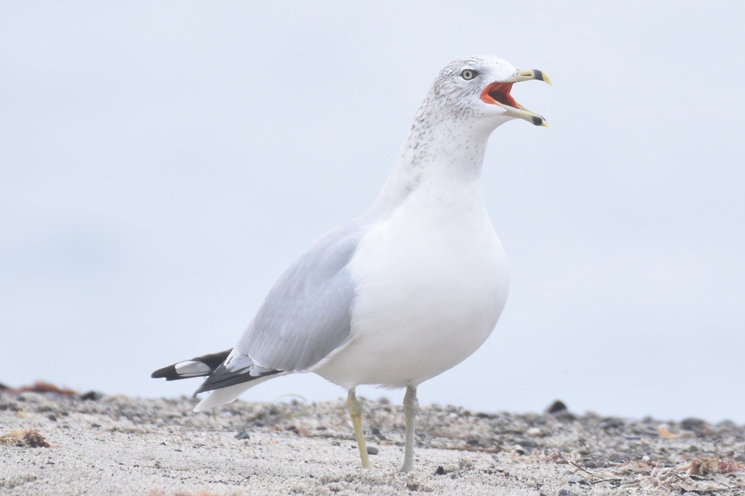 Ring-billed Gull - ML626794137