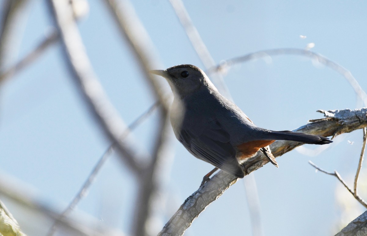 Gray Catbird - ML626794138