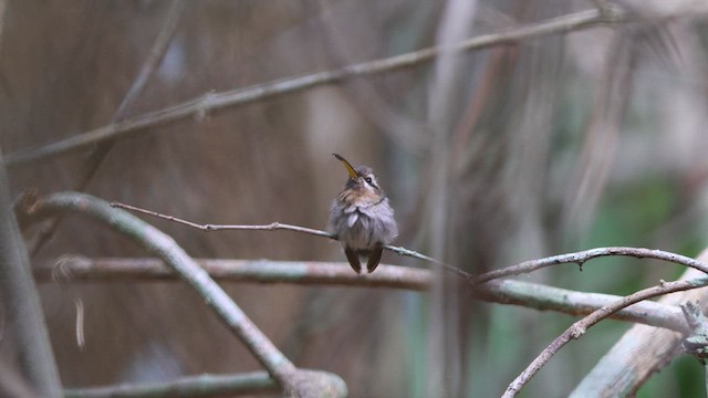 Minute Hermit - ML626794139