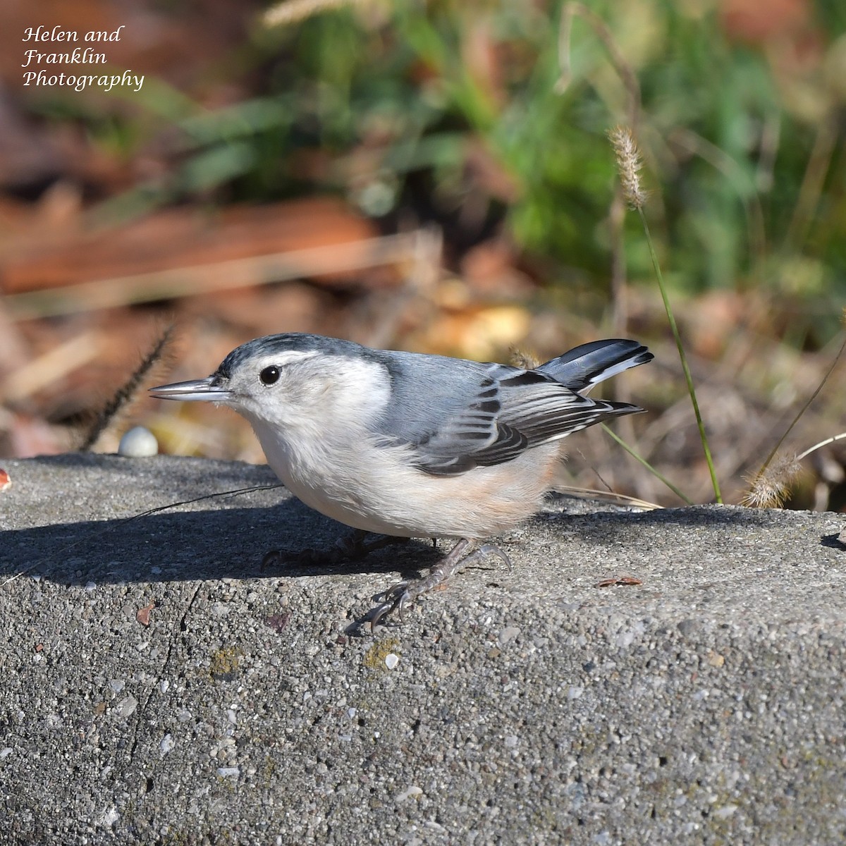 White-breasted Nuthatch - ML626794141