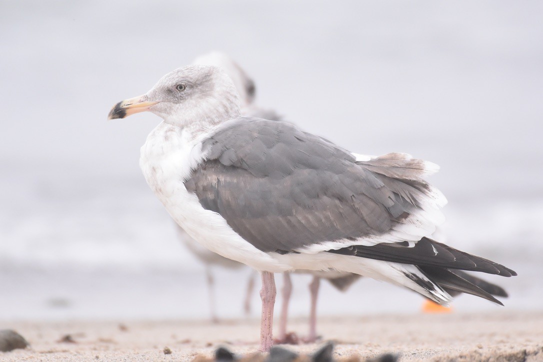 American Herring Gull - ML626794142