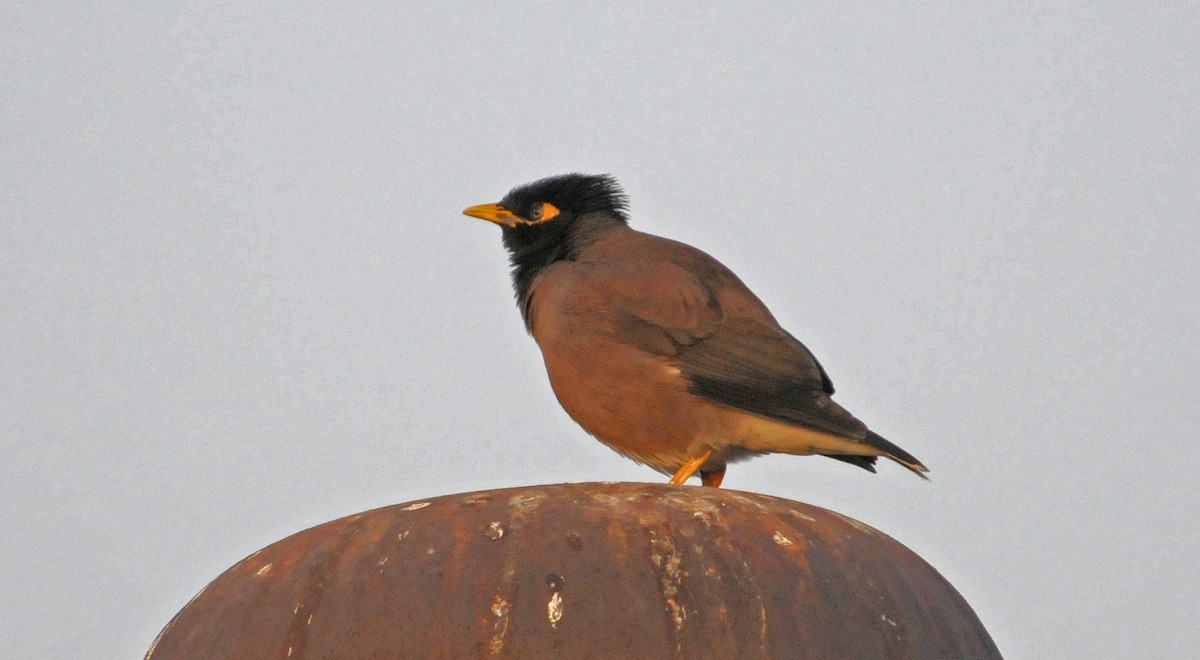 Common Myna - ML626794143