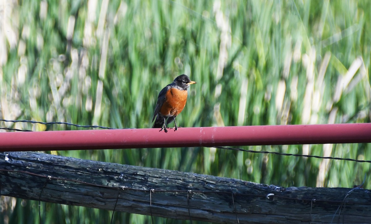 American Robin - ML626794144