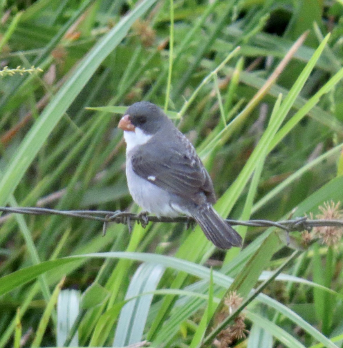 White-bellied Seedeater - ML626794145