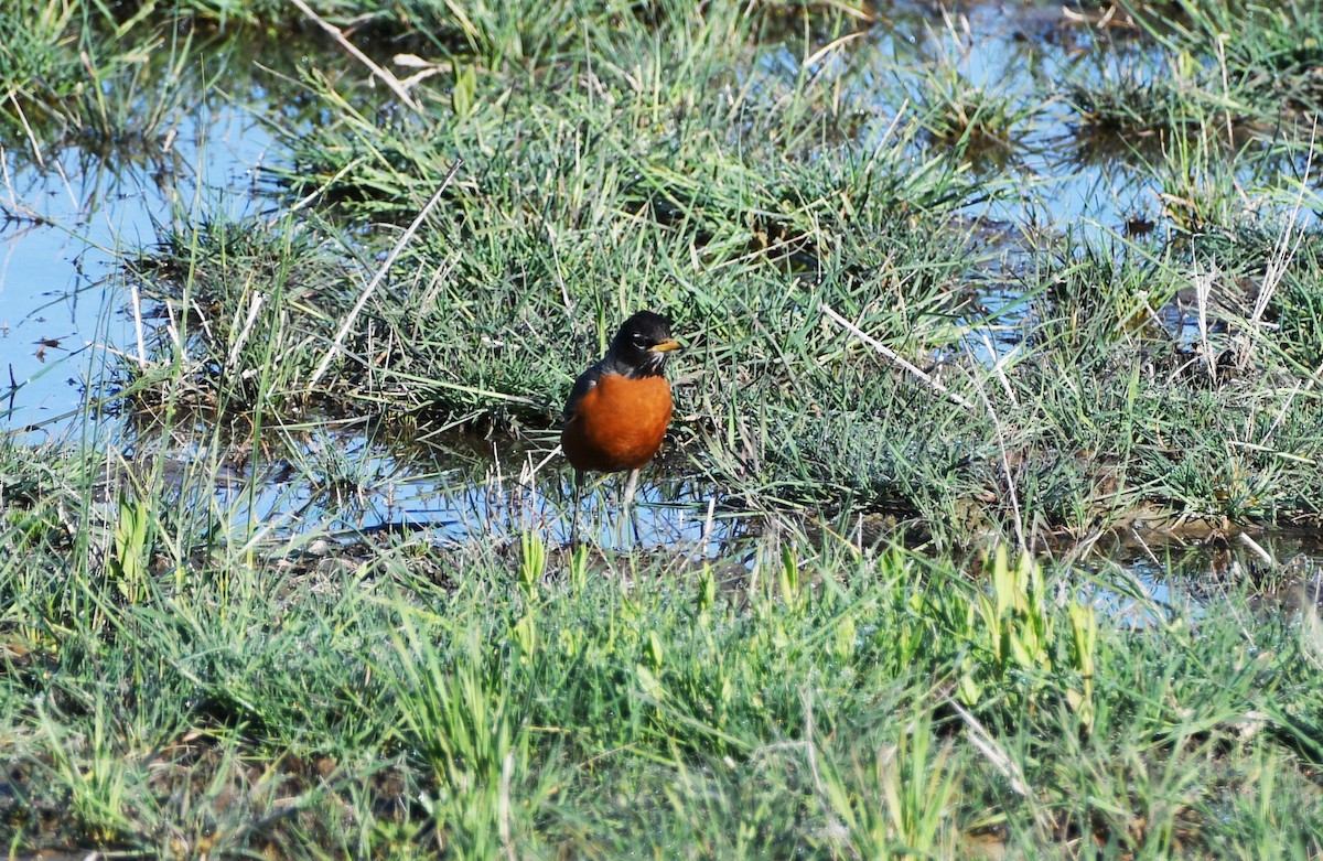 American Robin - ML626794146