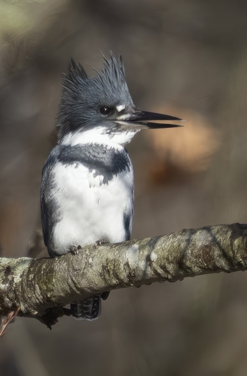 Belted Kingfisher - ML626794148