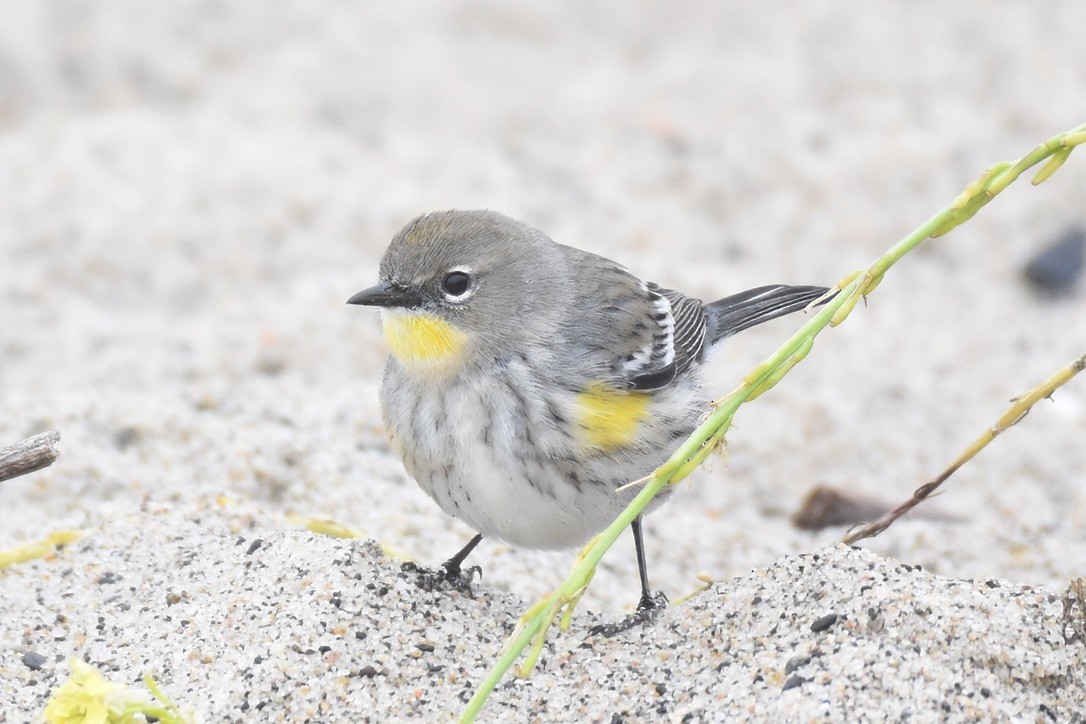 Yellow-rumped Warbler (Audubon's) - ML626794150