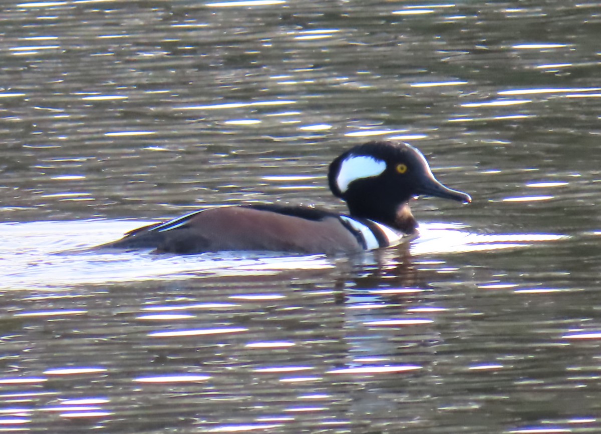 Hooded Merganser - ML626794152