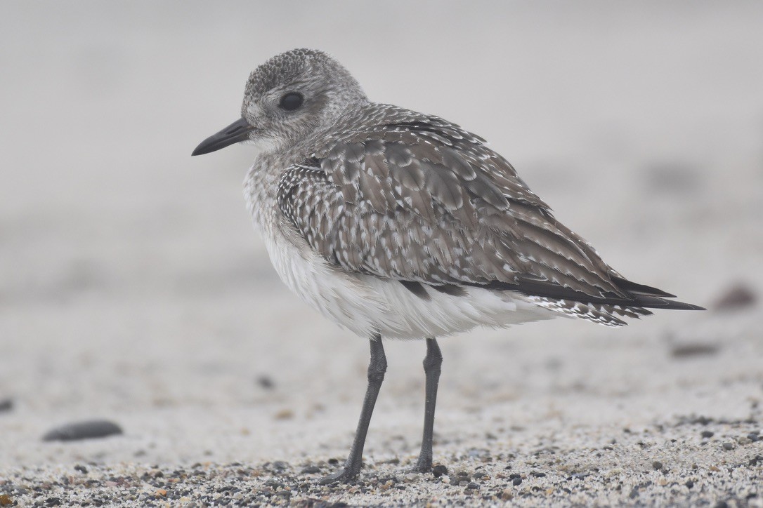 Black-bellied Plover - ML626794158