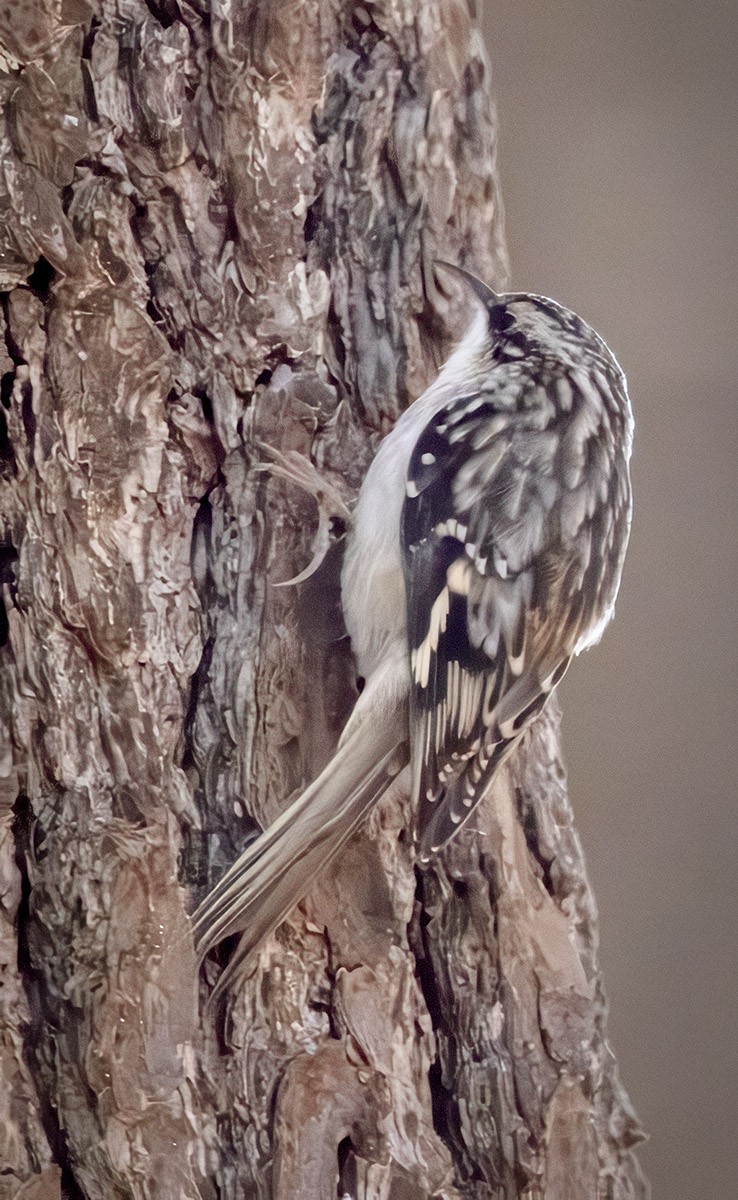 Brown Creeper - ML626794160