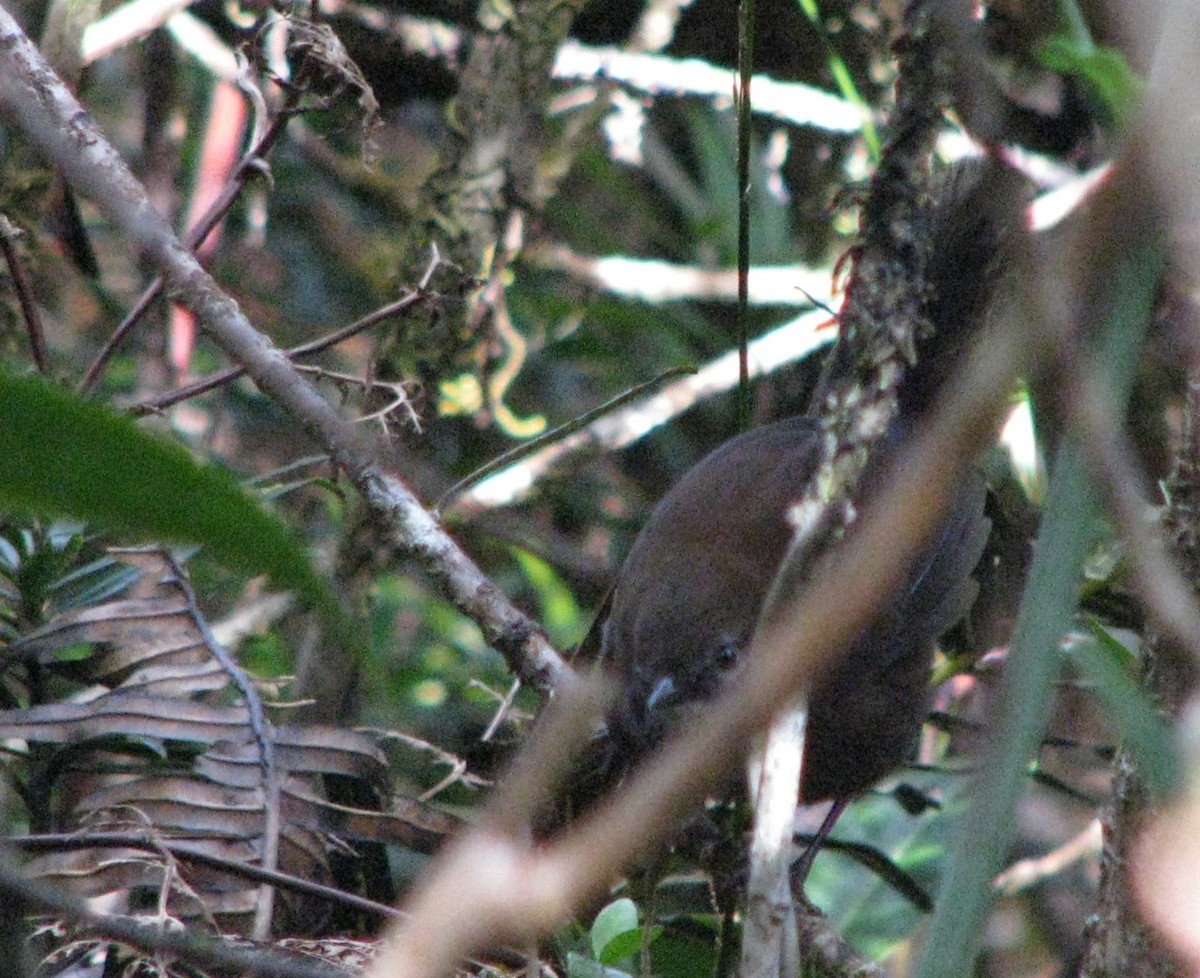 Friendly Bush Warbler - ML626794163