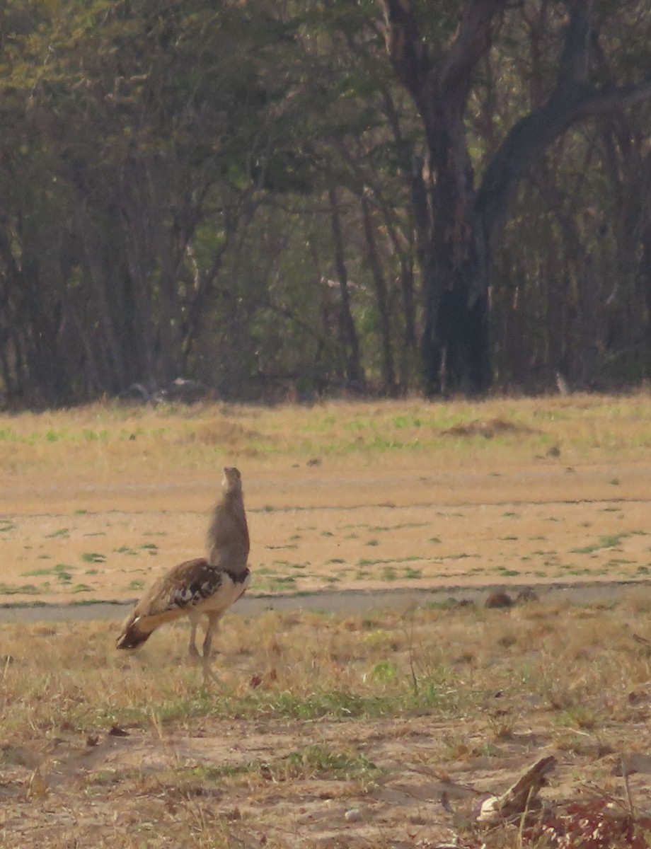 Kori Bustard - ML626794164