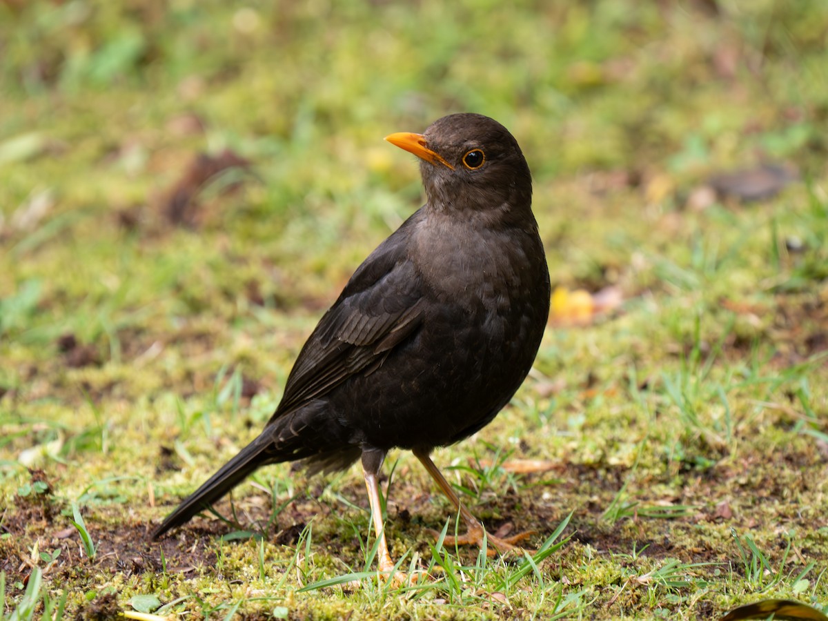 Papuan Island-Thrush (Papuan) - ML626794165