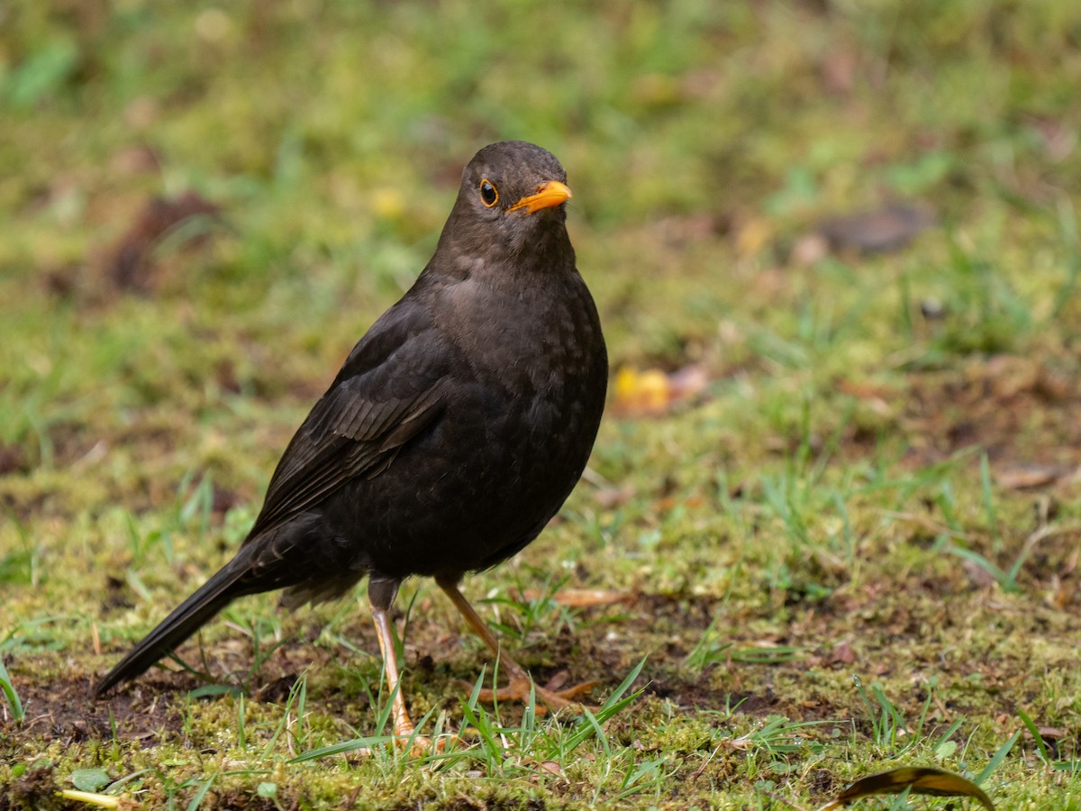 Papuan Island-Thrush (Papuan) - ML626794166