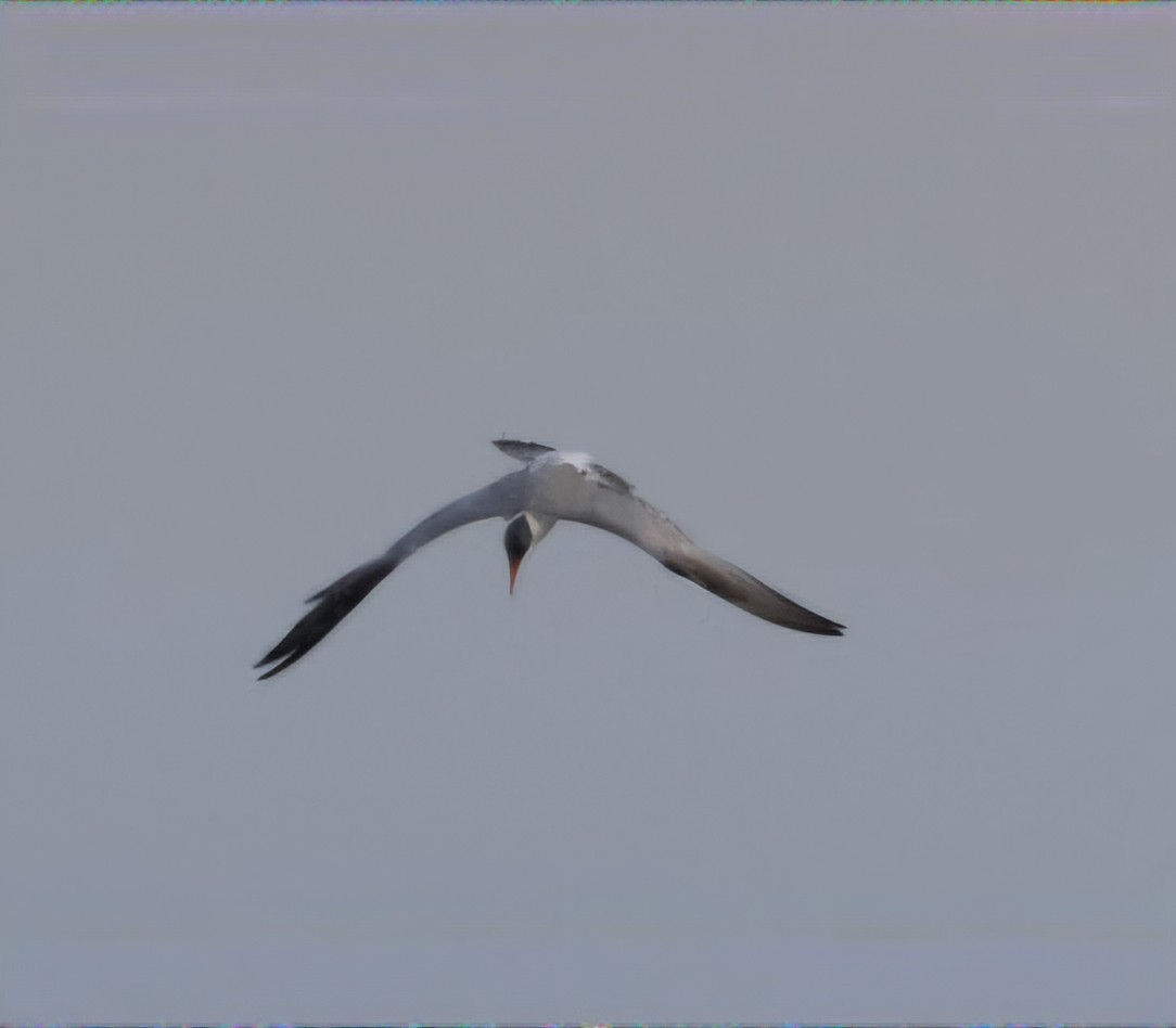 Caspian Tern - ML626794167