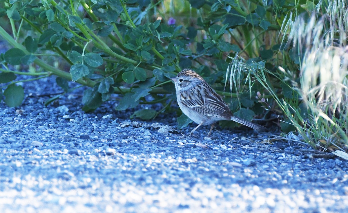 Brewer's Sparrow - ML626794168