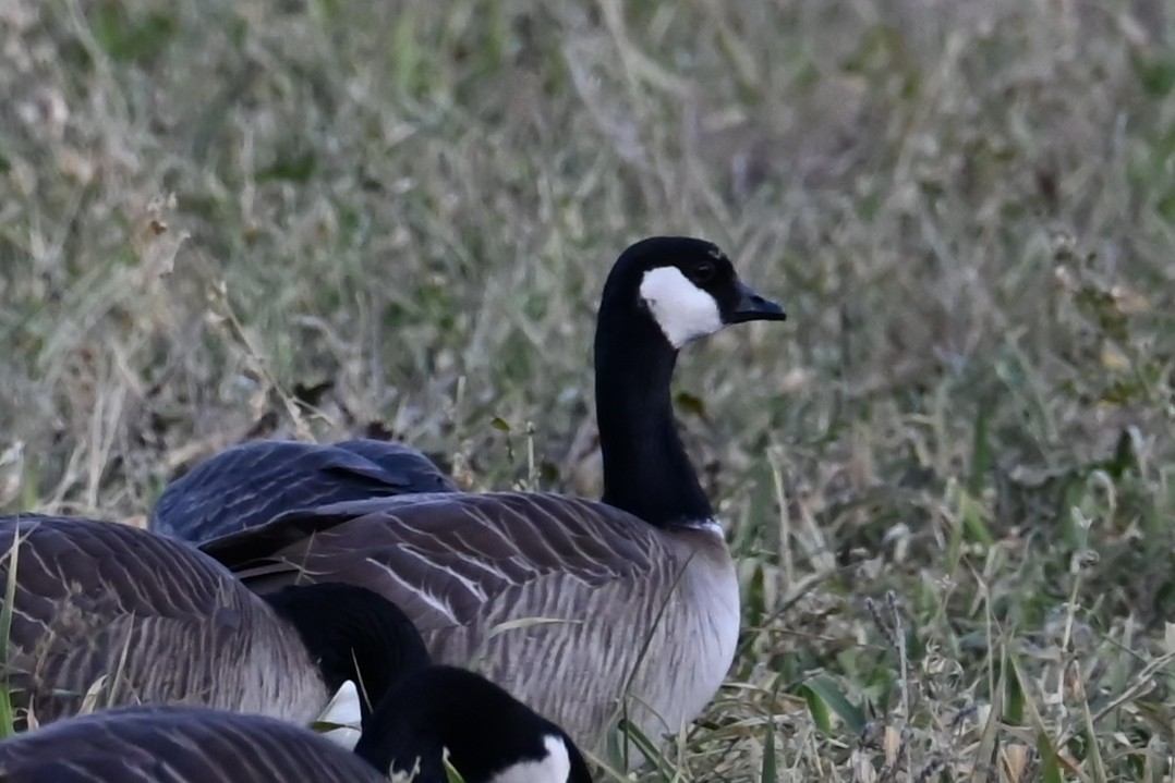 Cackling Goose - ML626794169