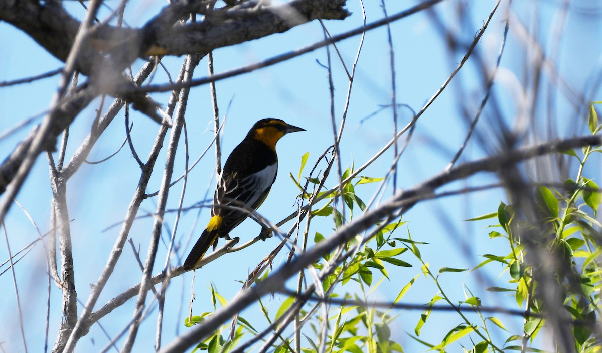 Bullock's Oriole - ML626794171