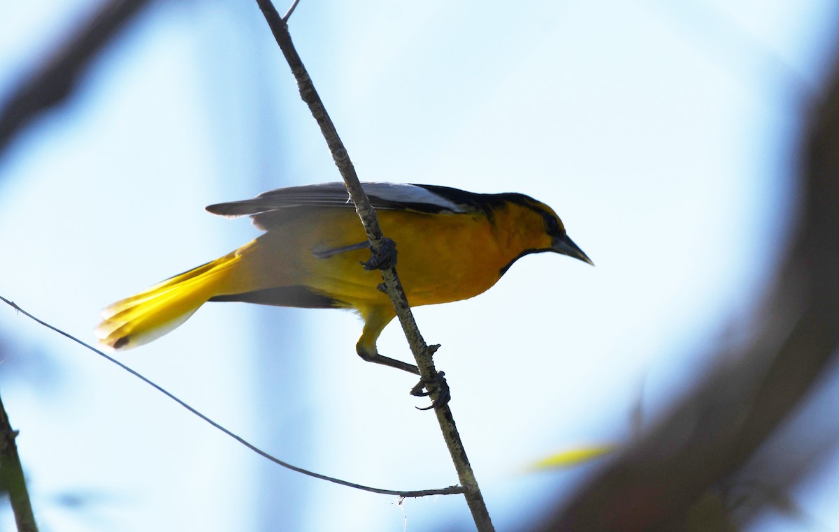 Bullock's Oriole - ML626794172