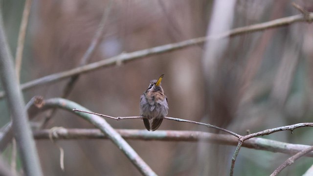 Minute Hermit - ML626794175