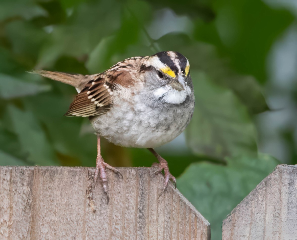 White-throated Sparrow - ML626794176