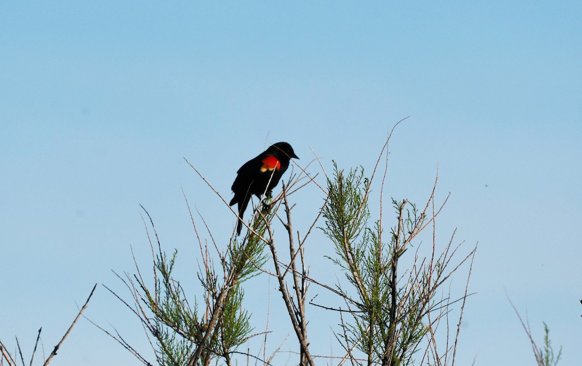 Red-winged Blackbird - ML626794179