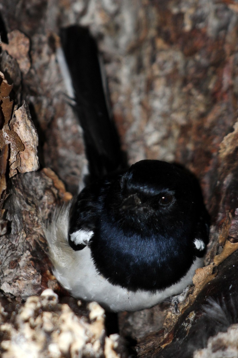 Madagascar Magpie-Robin - ML626794186