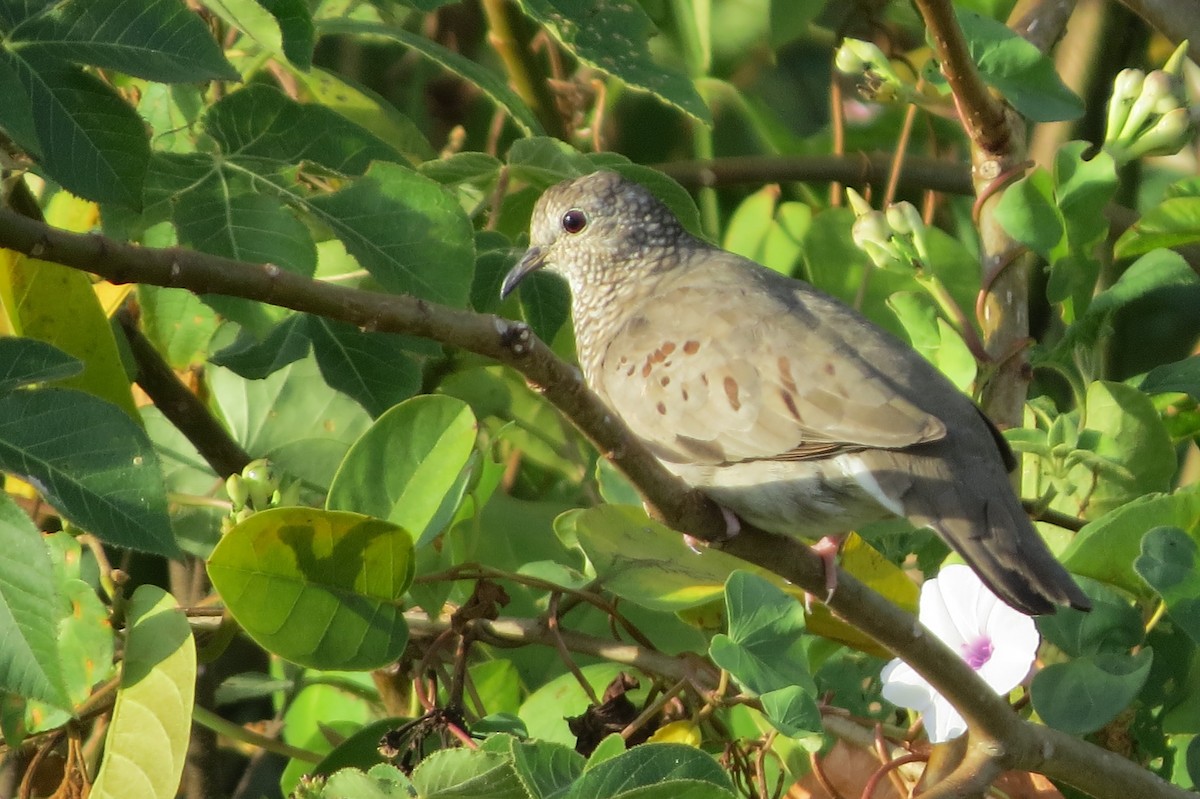 Common Ground Dove - ML626794187