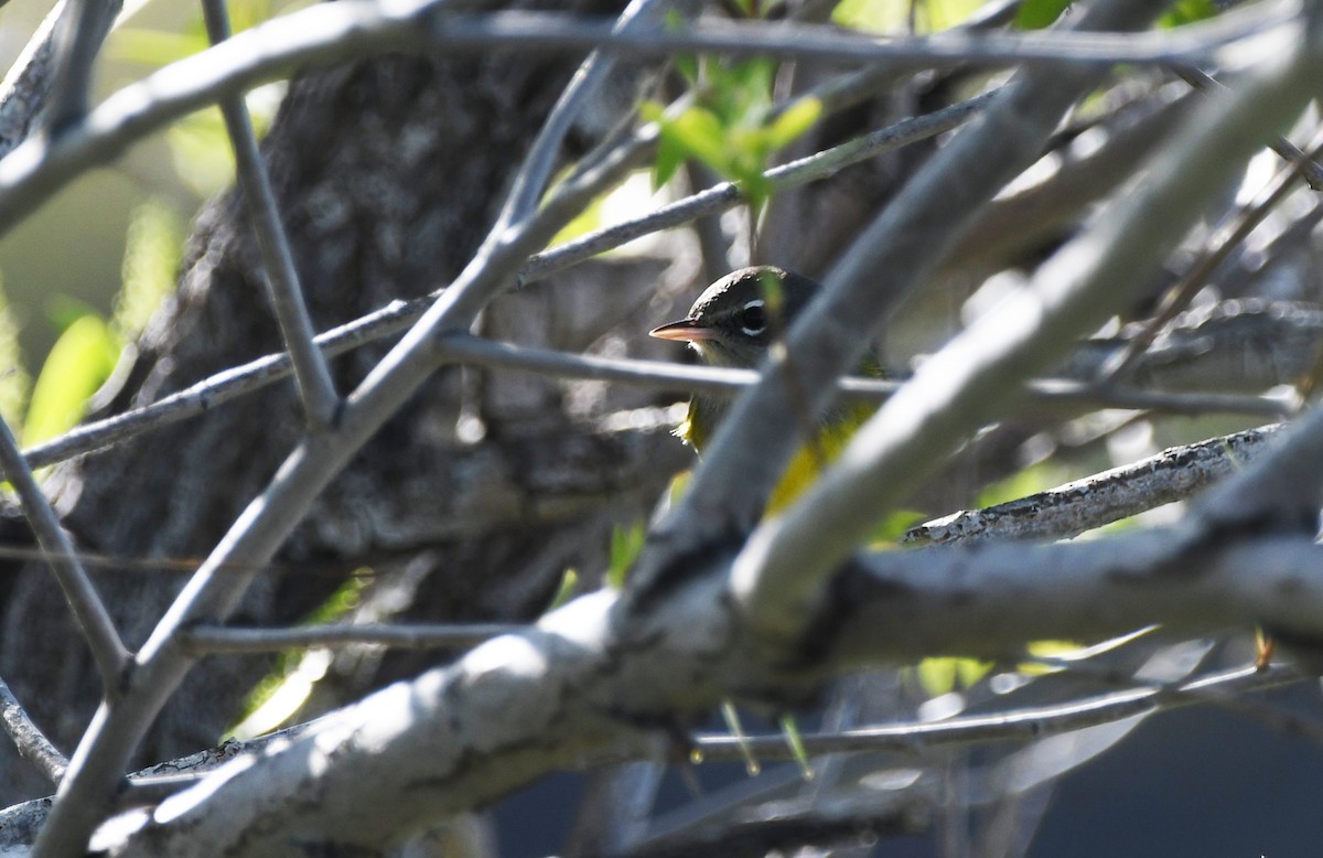 MacGillivray's Warbler - ML626794193