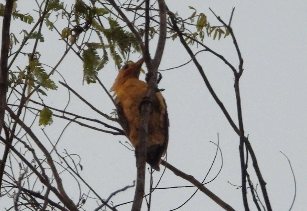 Cream-colored Woodpecker - ML626794195